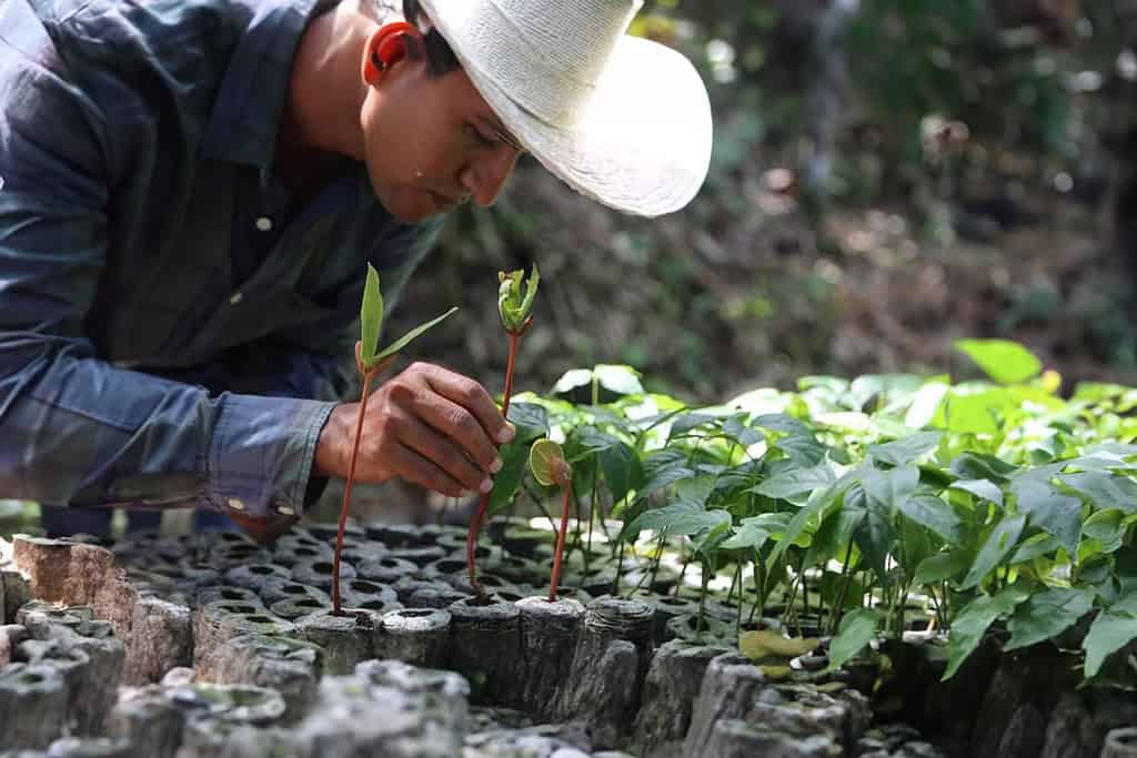 Man carefully examines and cultivates plants in Colombian garden