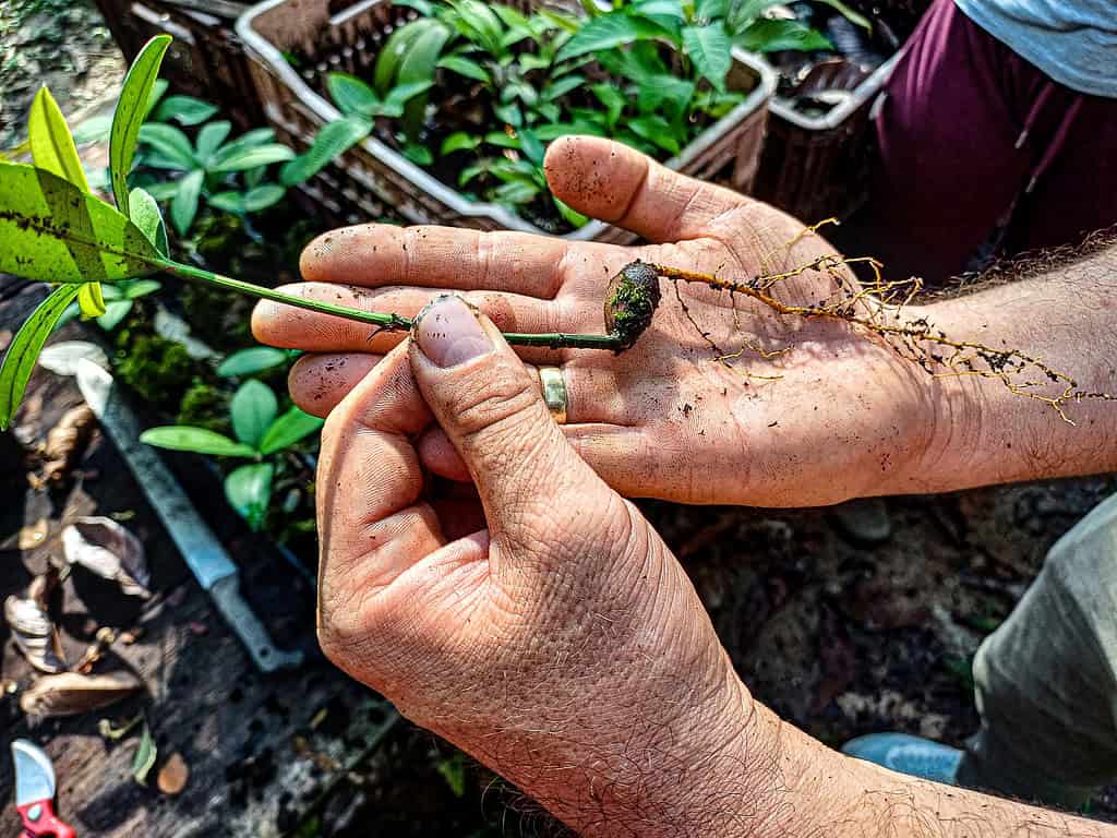 Hands examine seed in garden prior to planting