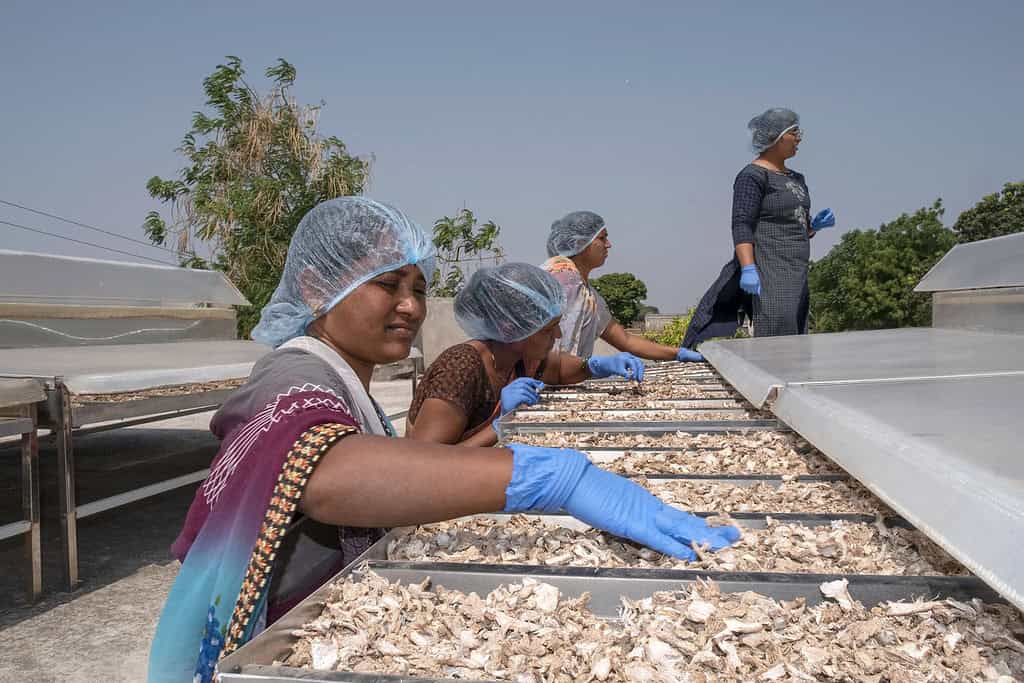 Women spread fruits on S4S solar dryers in India