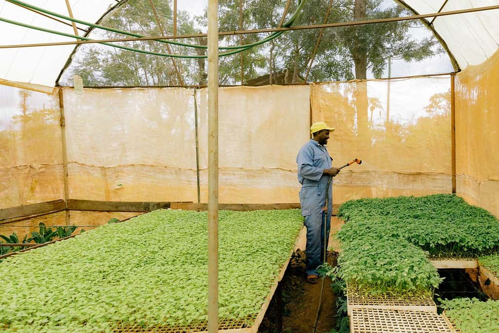 Man waters plants inside a greenhouse; Photo courtesy of SunCulture