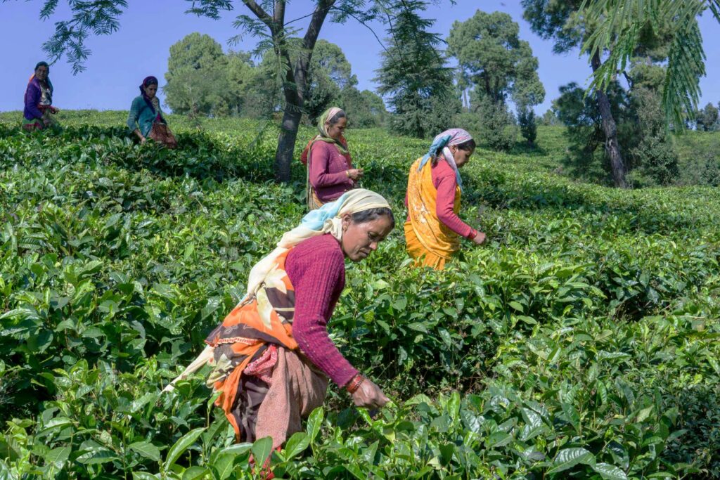 Farmers cultivate and pick tea leaves on a Indian farm; Image Courtesy of Kumaon Tea Farmers