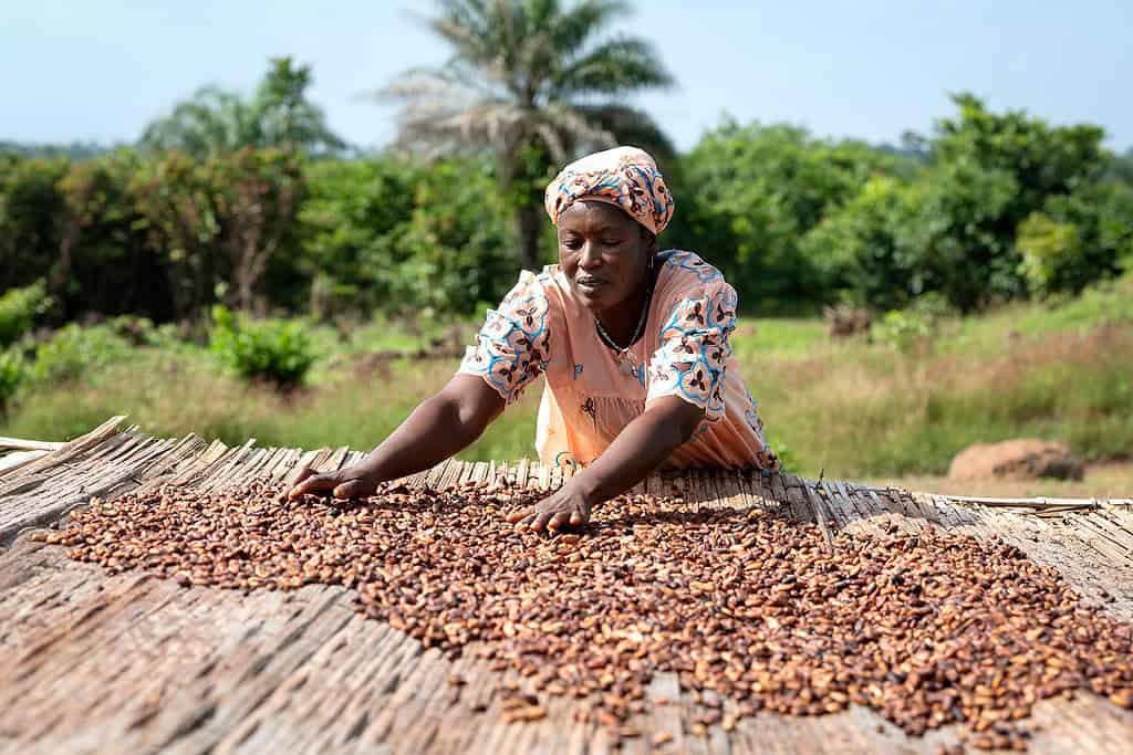 A farmer sorts cacao beans. Photo credit: Juergen Sauer, Munich