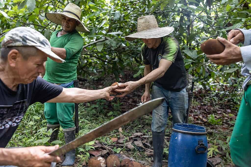 Lush green cornfield under clear blue sky, symbolizing agricultural growth and sustainable development.