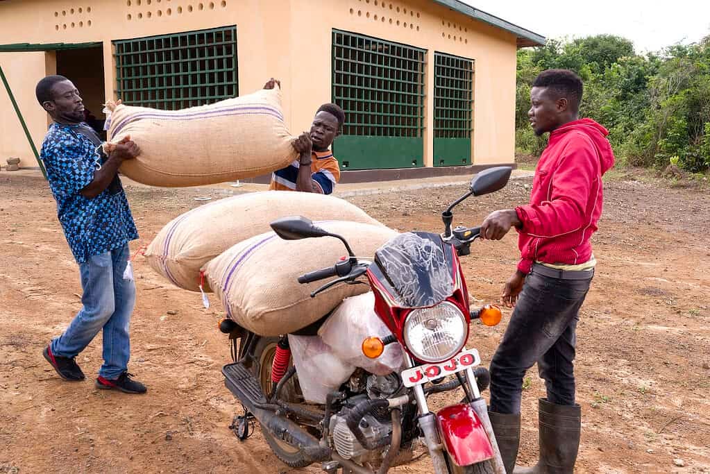 Men packing sacks of cocoa bean on a motorcycle
