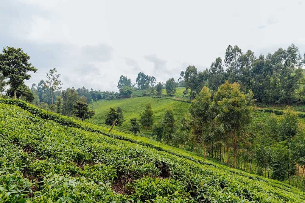 Farm on a hillside in Kenya