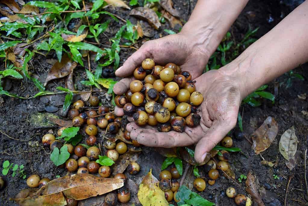 Hands holding fruits;