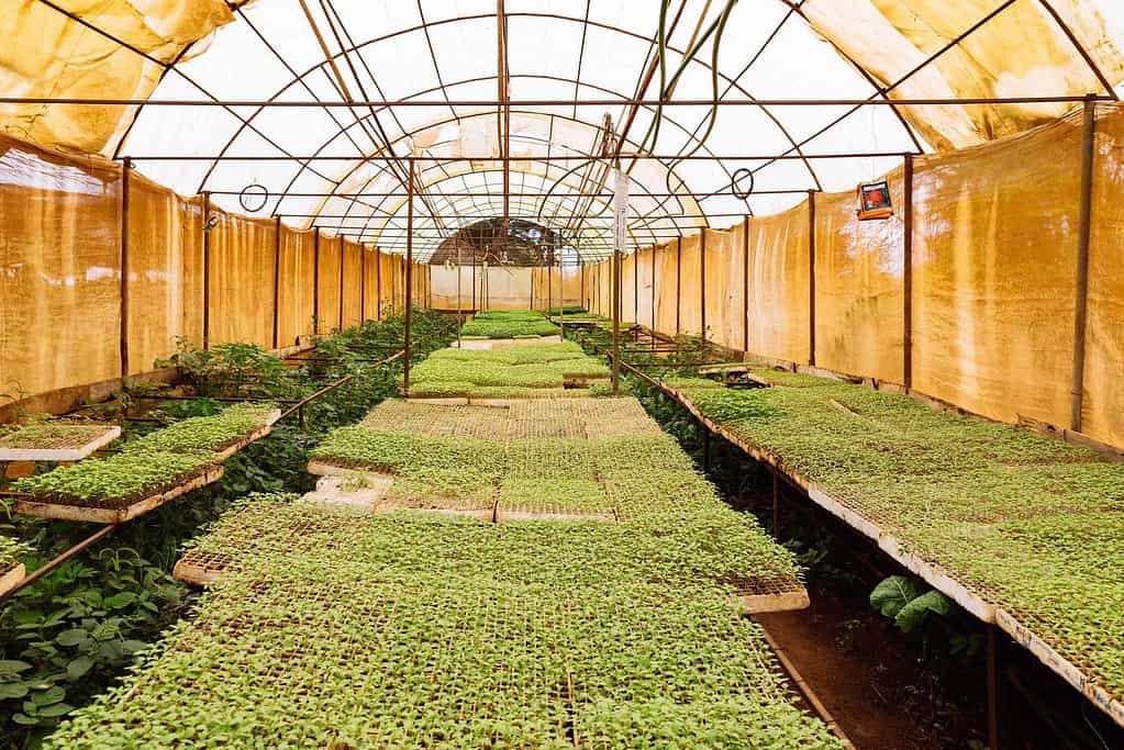 A plant nursery in a greenhouse