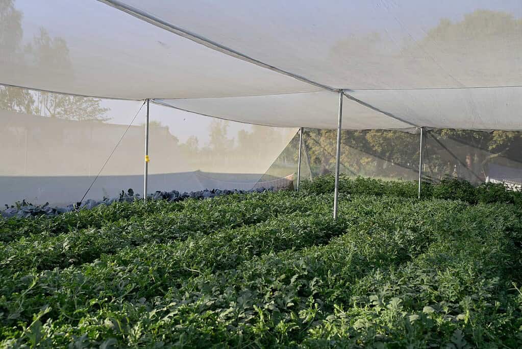 Crops being cultivated within a Kheyti greenhouse system in India