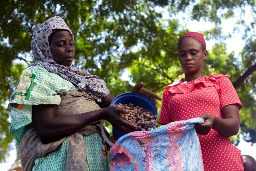 Two women fill sack with nuts