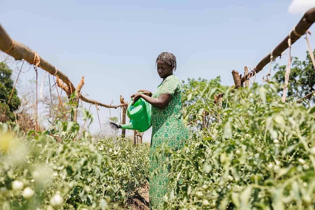 Woman in field watering crops