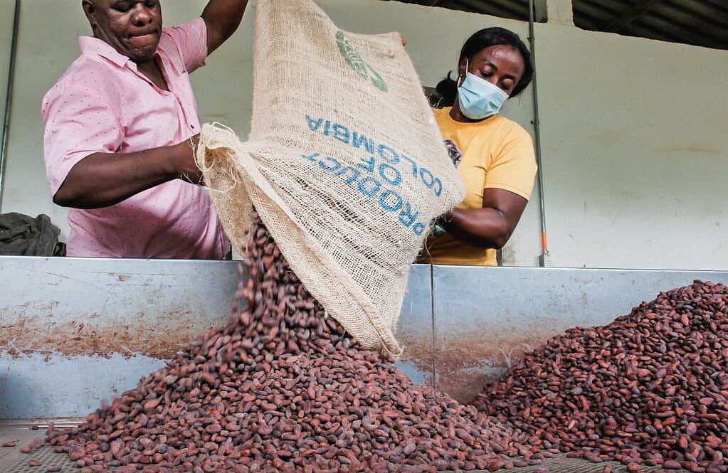 Two coffee factory workers pour out coffee beans