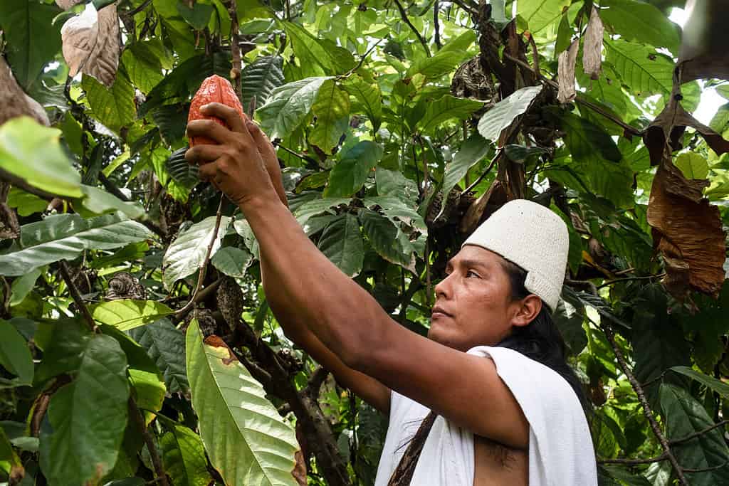Man picking cocoa from a tree