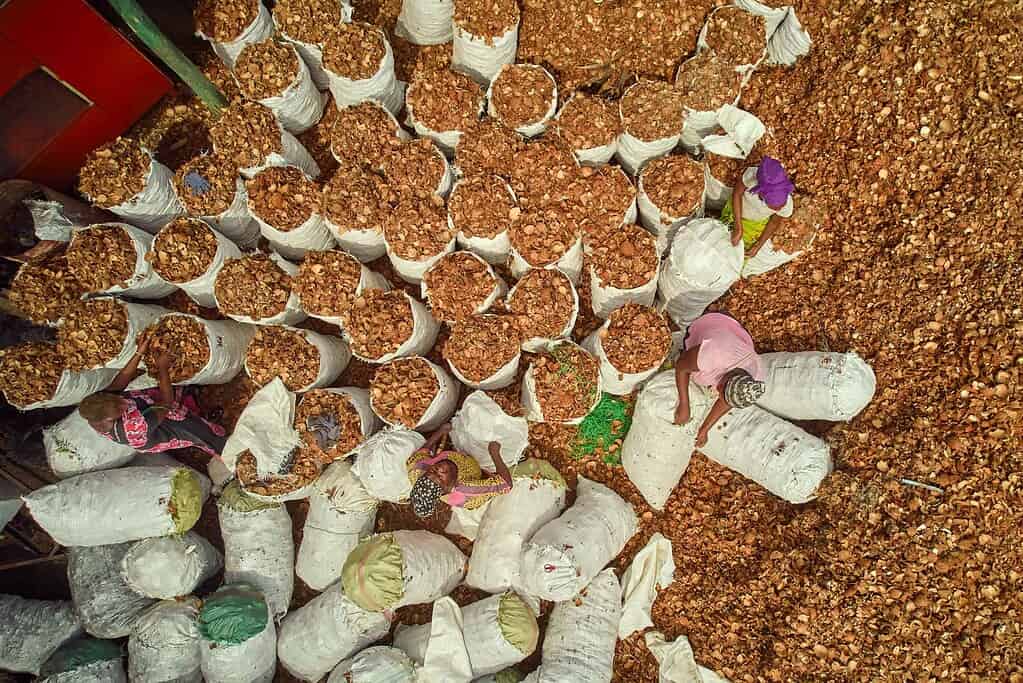 Workers checking bags of dried fruits in a facility in West Africa