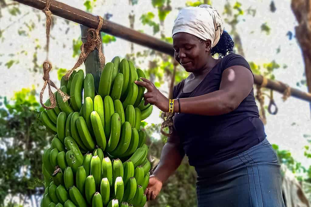 Women checking a bushel of bananas in East Africa