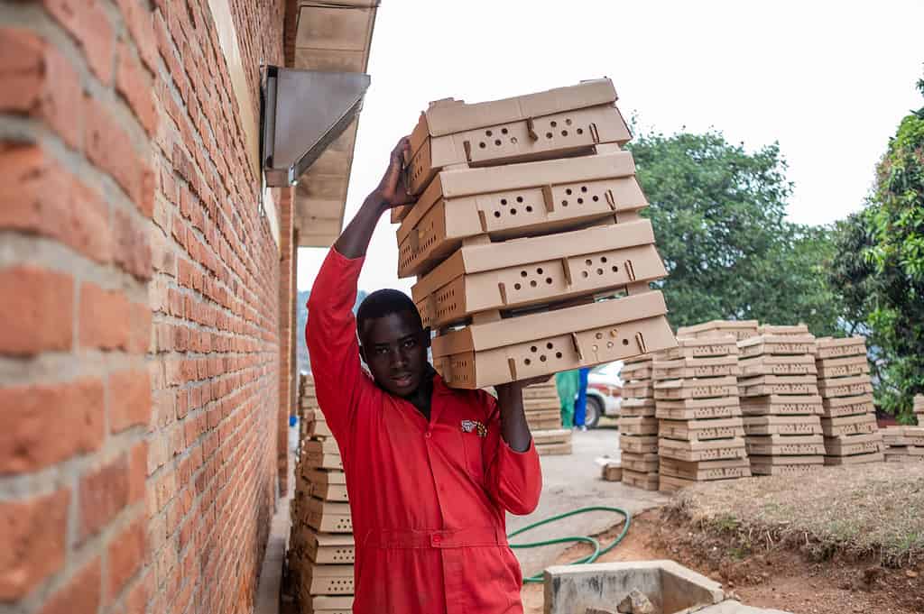 Man carefully carries carboard boxes filled with live chickens on his shoulder