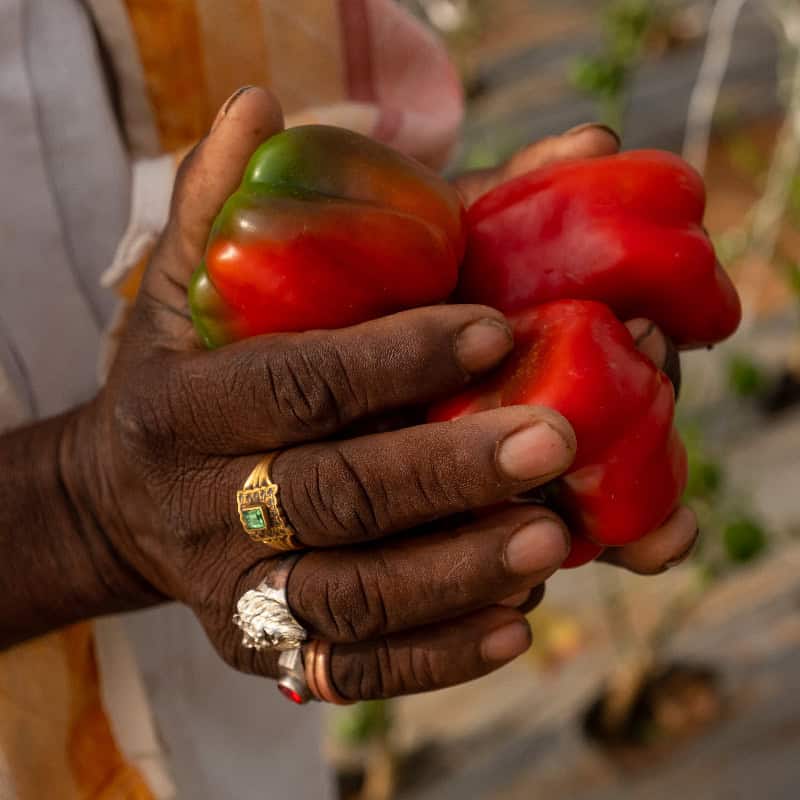 Farmer's hands hold ripe red peppers in a greenhouse enclosure