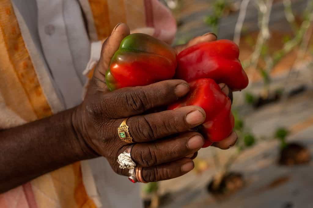 Farmer's hands hold ripe red peppers in a greenhouse enclosure