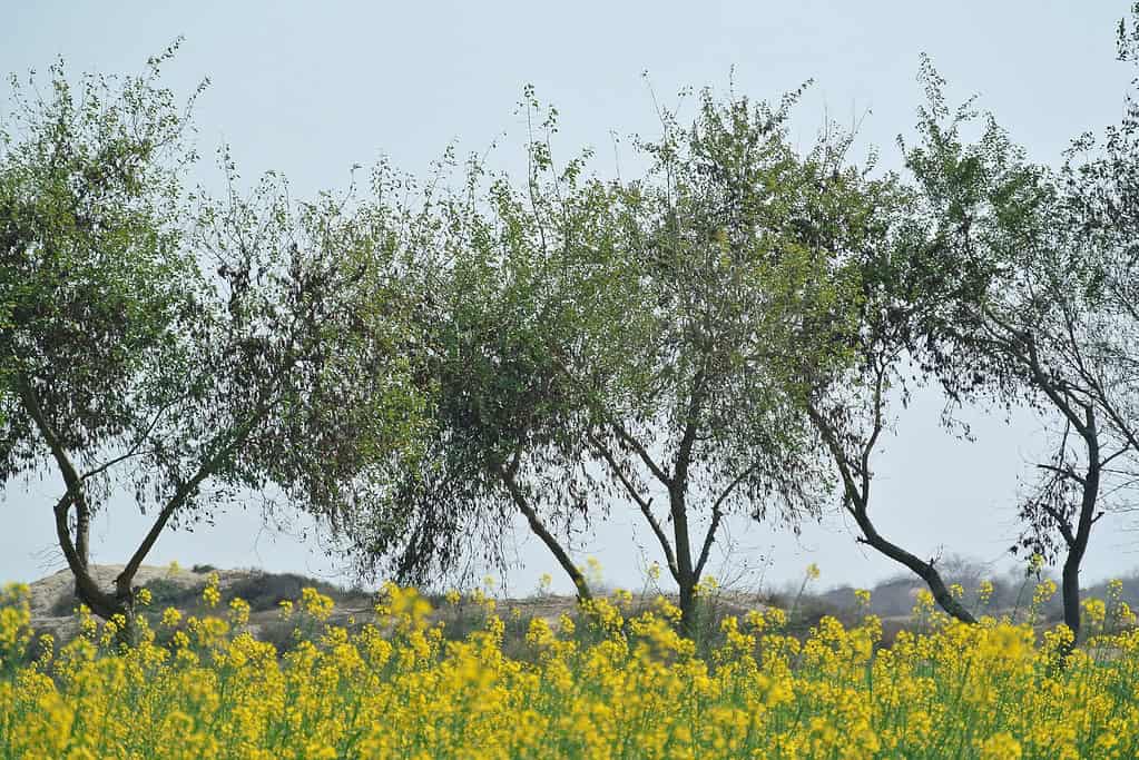 A field of trees and yellow flowers beneath the tree line.