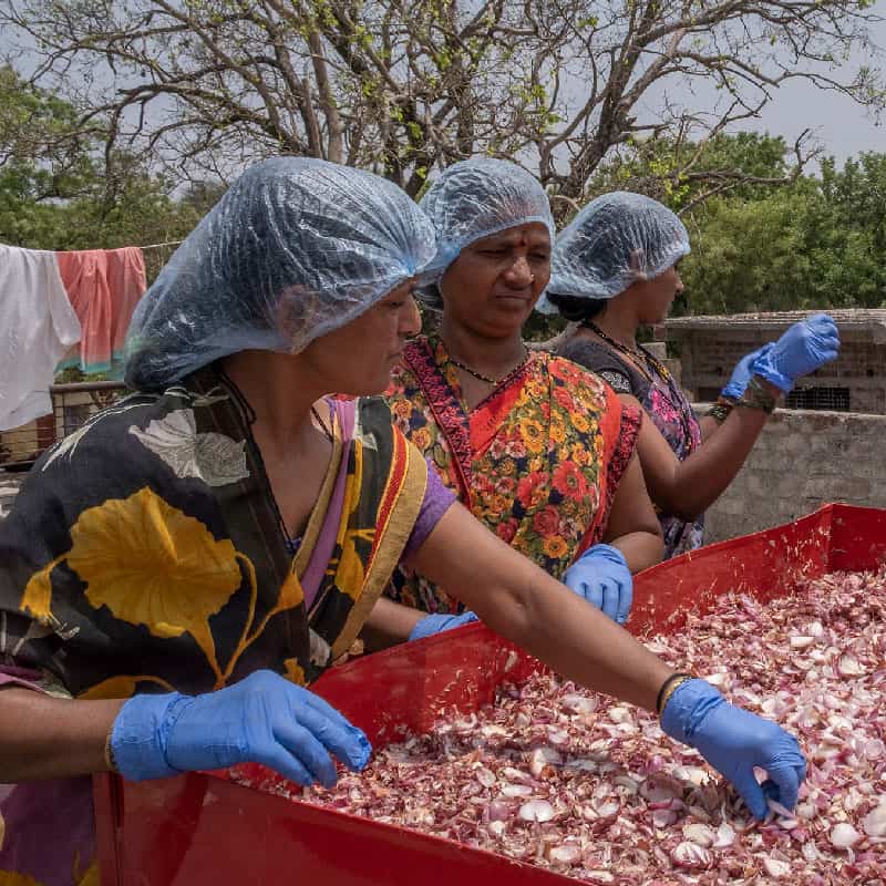 Workers inspect and pick onions from solar drying rack in India
