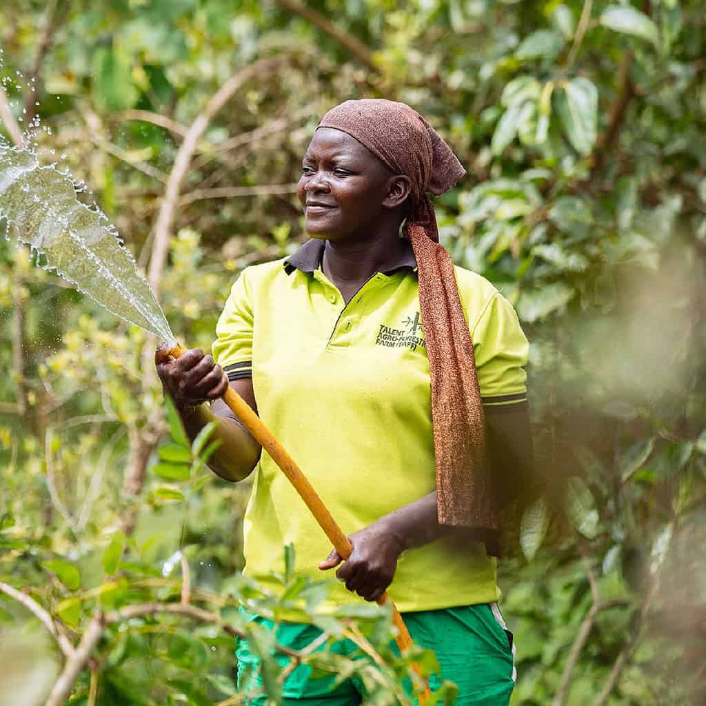 A woman is watering plants in a garden, wearing a yellow shirt and headscarf.