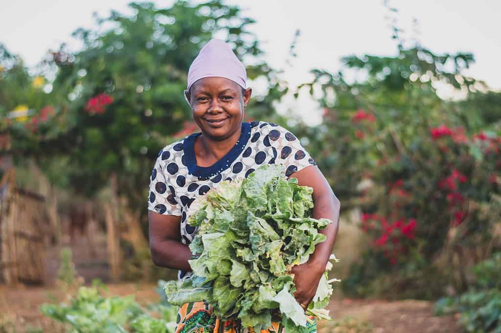 Women carries crops in a East African farm