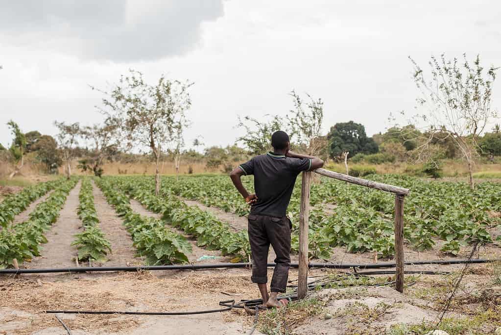 Image of smallholder farmer in the African agriculture industry standing next to his crops
