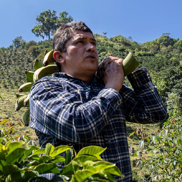 Man carries a bushel of bananas through a field in Colombia