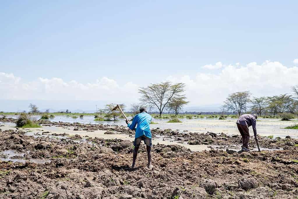 farmer in a rain-soaked field