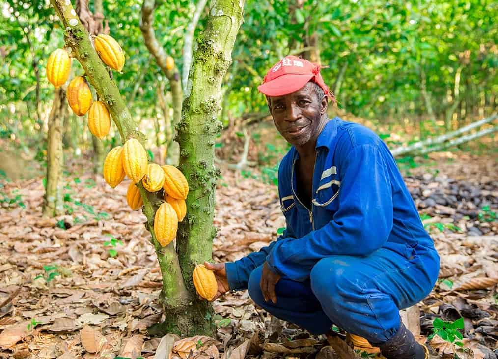 Farmer squats down to inspect cocoa pods