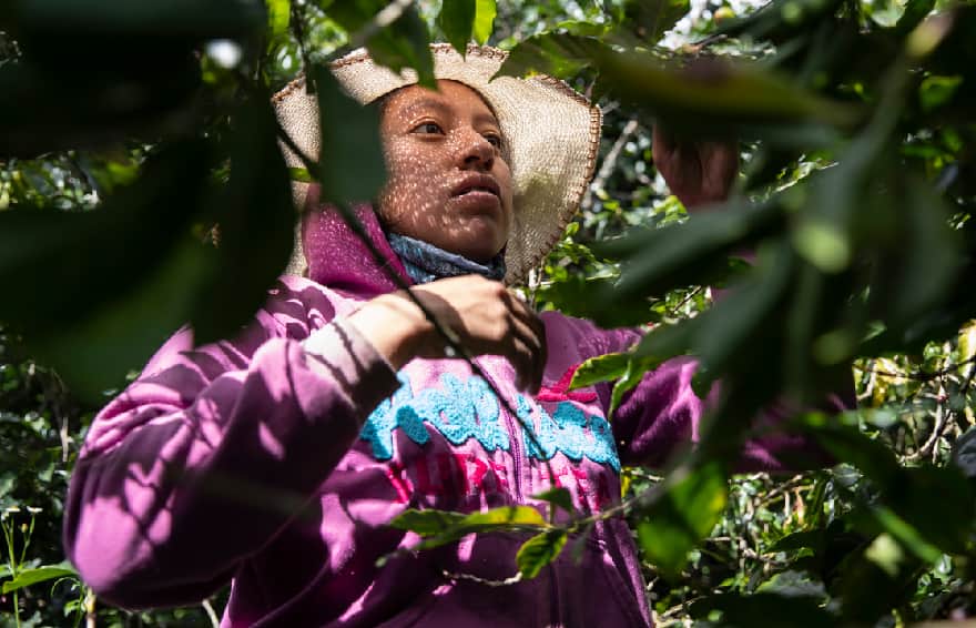 Woman farmer tending to crop field in Colombia