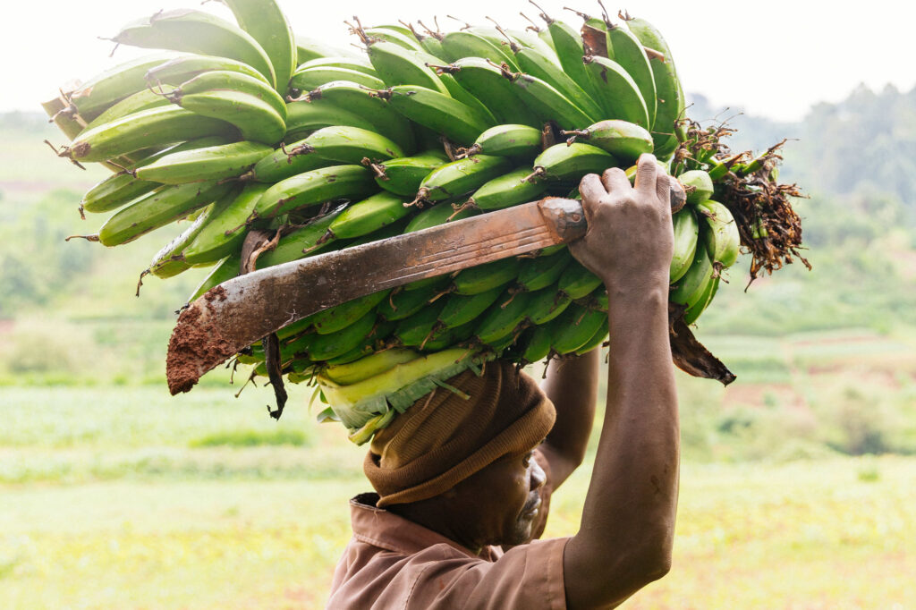 Man carries a machete and a bushel of bananas over his head through a field in East Africa