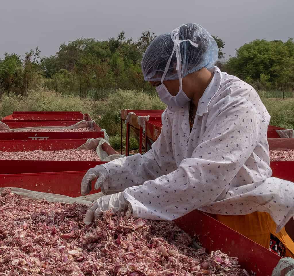 Worker inspects flowers prior to drying on solar drying rack in India