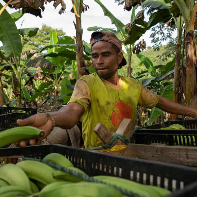 A person in a banana plantation harvesting bananas, possibly highlighting investing in entrepreneurs.