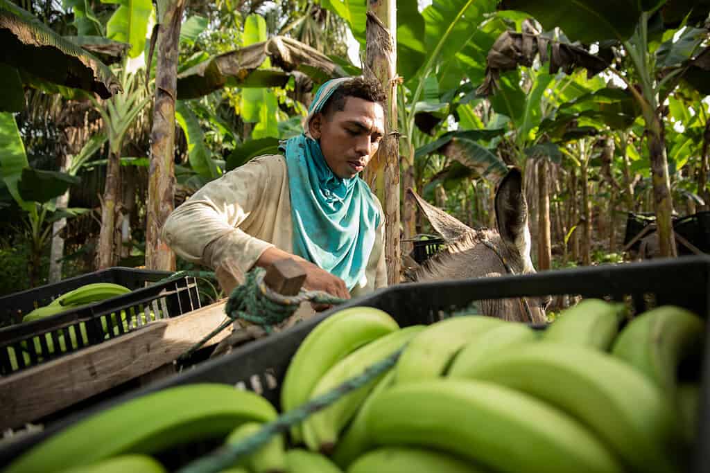 Man packs crates of bananas onto a donkey cart in rural Colombia