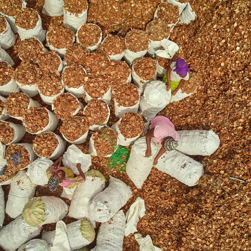 Workers checking bags of dried fruits in a facility in West Africa