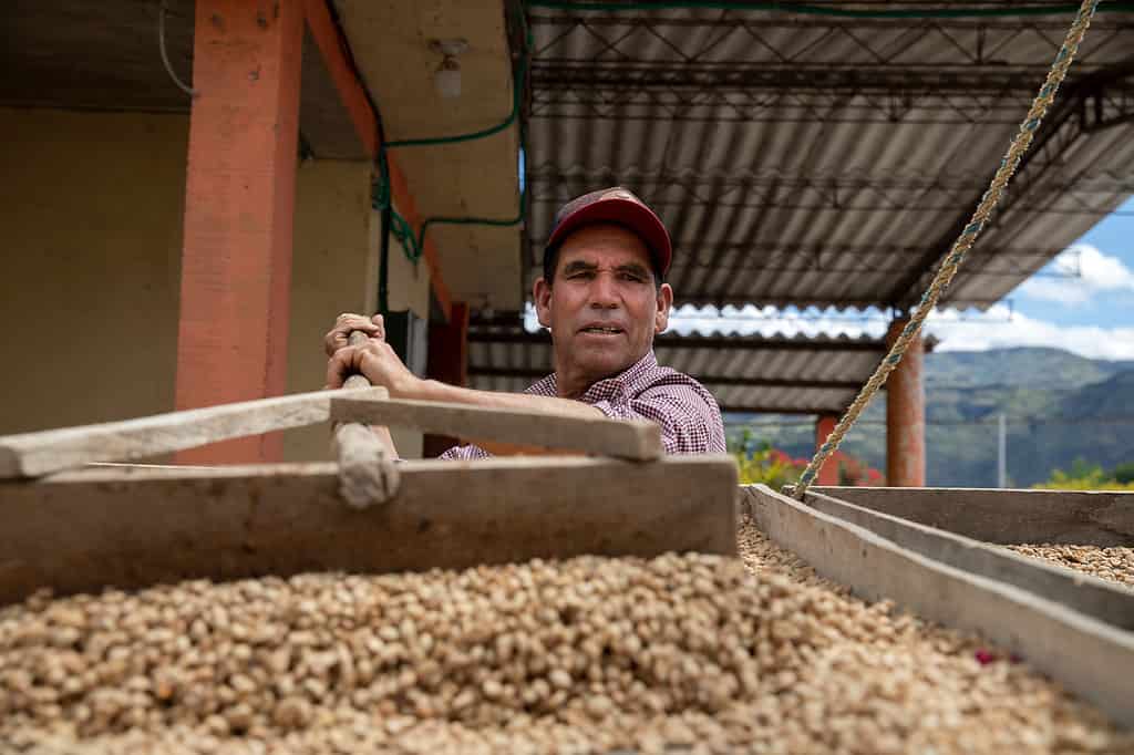 A person is working with a large pile of drying coffee beans under a roofed structure, possibly at a coffee farm.
