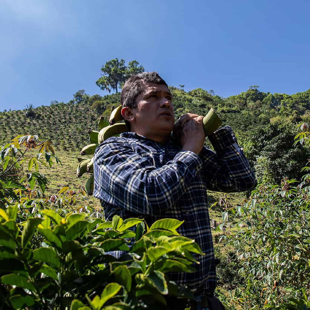Man carries a banana bunch through a Colombian farm