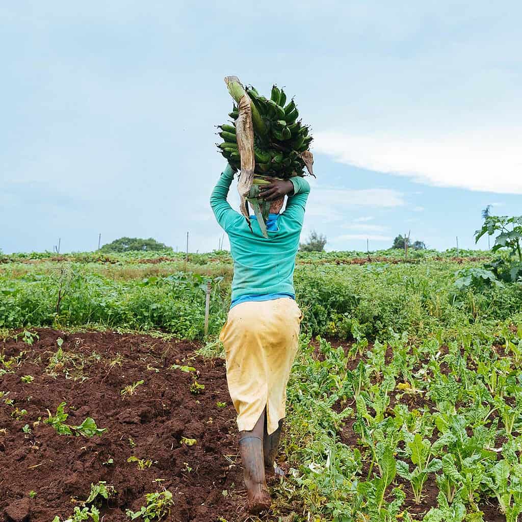 Woman carries bunch of bananas on her head through a rural East African field