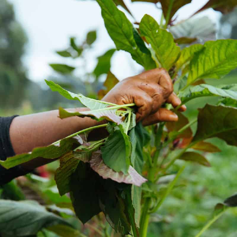A hand grasps at a plant stalk on a East African farm