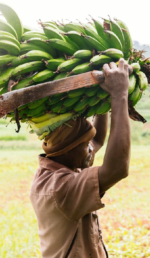 Man carries a machete and a bushel of bananas over his head through a field in East Africa