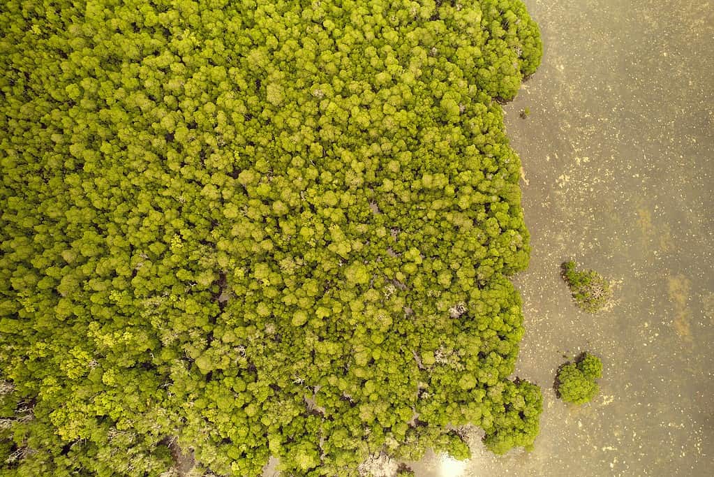 Aerial shot of greenery - including trees and possibly bushes.