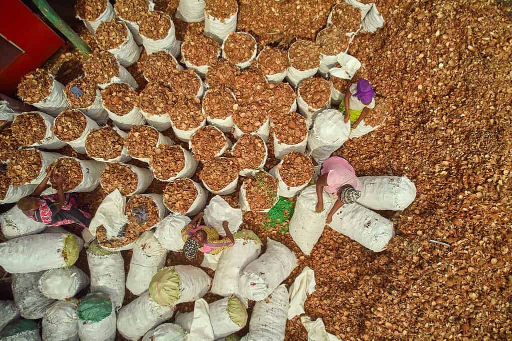 Workers checking bags of dried fruits in a facility in West Africa