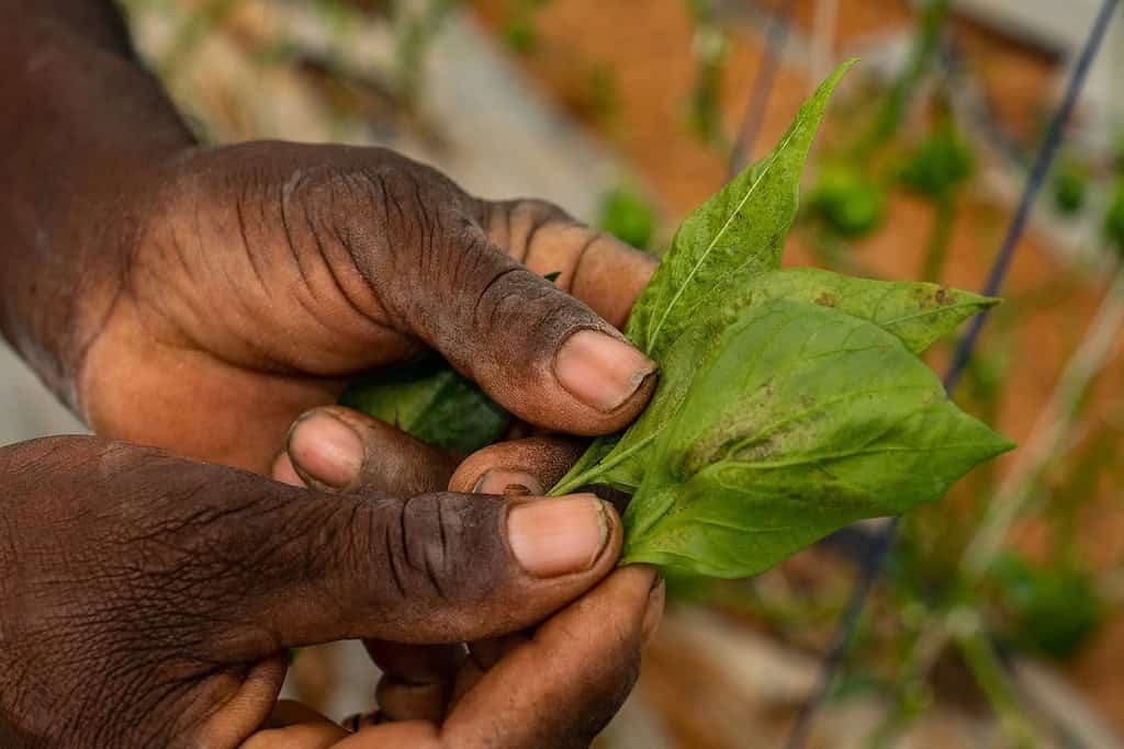 Hands carefully grasp stalk leaves in greenhouse
