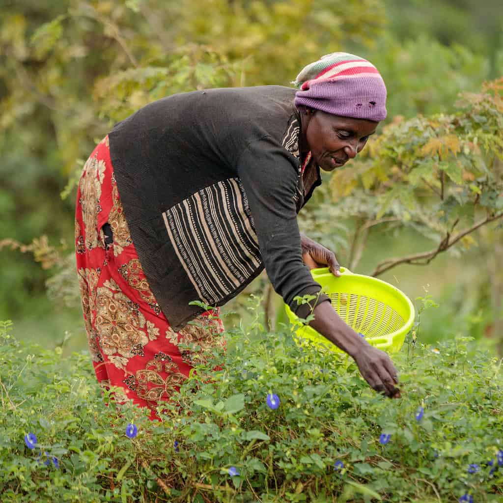 Woman cultivates and picks flowers on East Africa farm