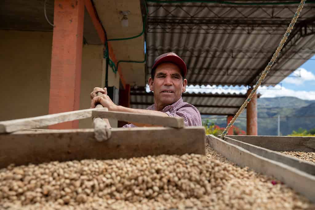 A person is working with a large pile of drying coffee beans under a roofed structure, possibly at a coffee farm.