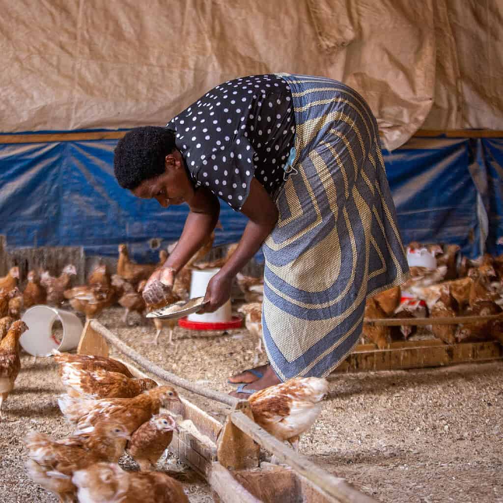 Women spread feed for chickens in a East African chicken farm
