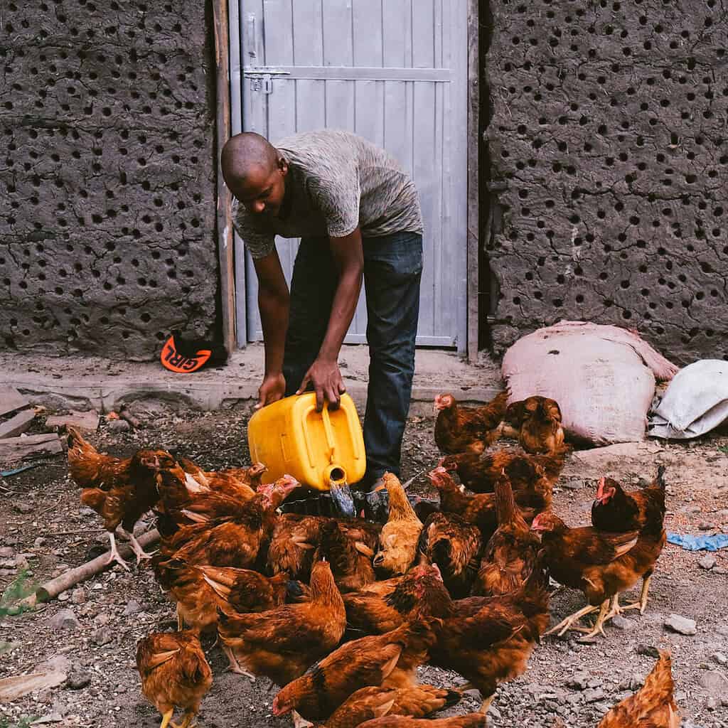 Man pours water from jug to a tub for Chickens to drink on East African farm