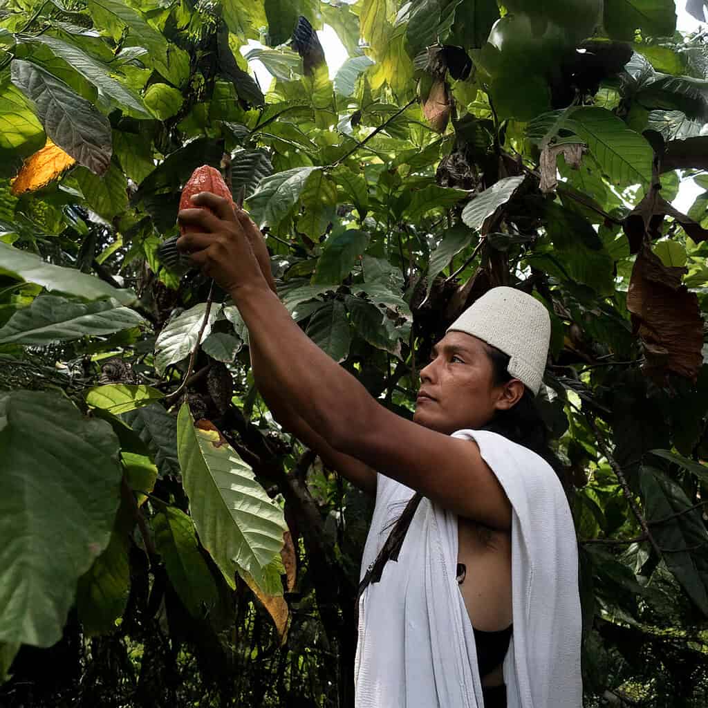 Man picking cocoa from a tree