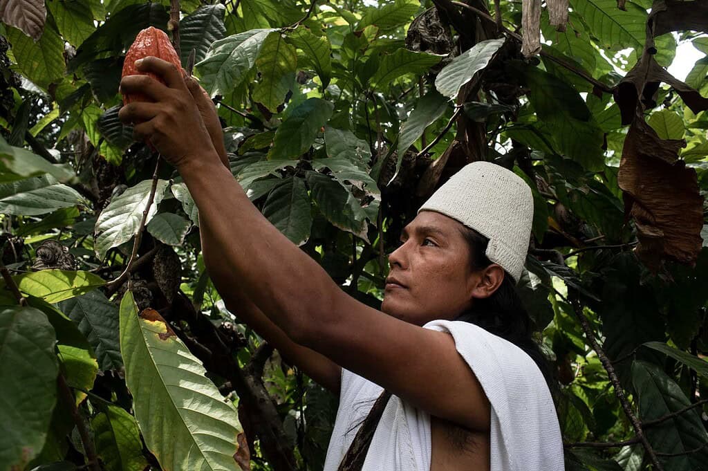 Man picking cocoa from a tree