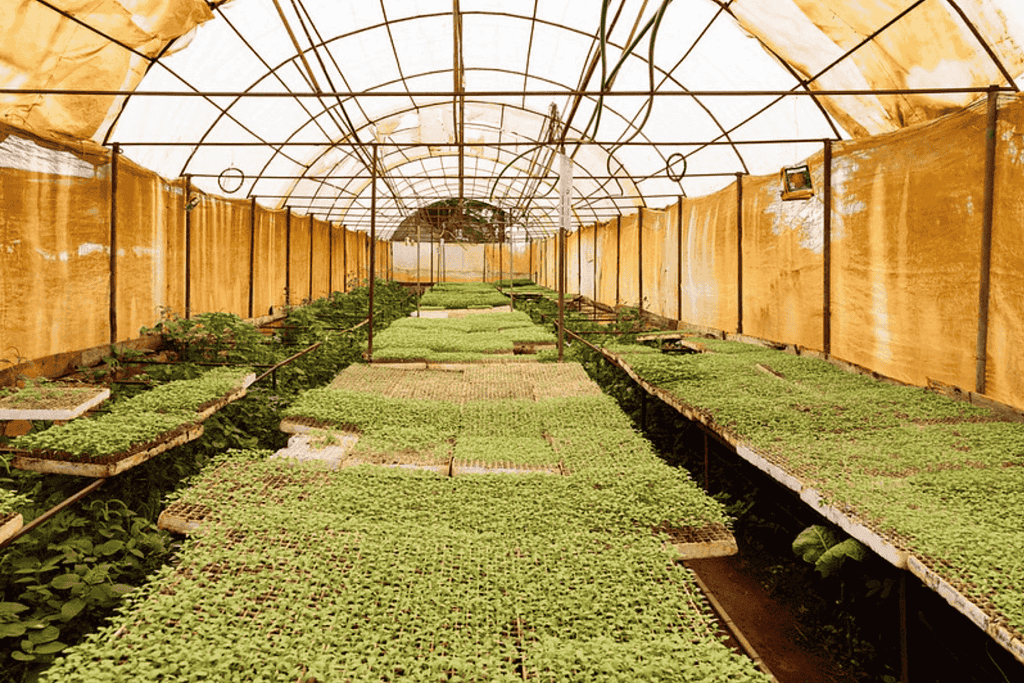 Sunculture greenhouse